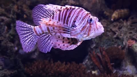 Discus fish