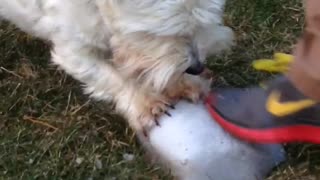 Hilarious Dog Playing with Ice - Makes Crazy Absurd Sounds
