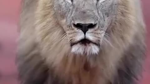 Roaring Majesty Free Stock Video of the Lion King of the Jungle #copyrightfree
