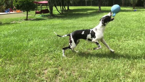 Galloping Great Dane Out Races His Jolly Ball