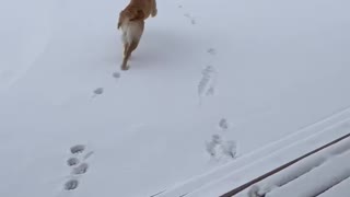 Golden Retrievers love the snow!