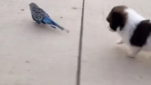 Don' t touch my birdie. cute puppy and friend birdie
