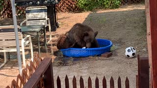 Bear Takes a Dip in Doggy’s Pool