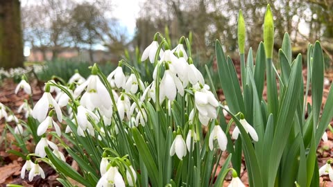 Close Up of Snowdrops Blooming - A Sign That Spring Is Here