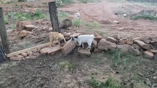 Cute Baby Goats Romping Around