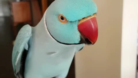 Clever parrot discovers how to whistle