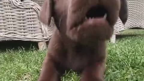 Cute dog chasing the camera