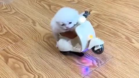 A WHITE CAT IS RIDING A MOTORCYCLE