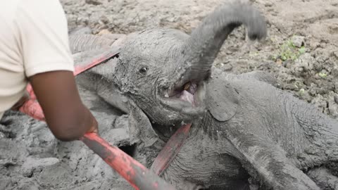 Mother elephant gently helps struggling baby out of mud wallow