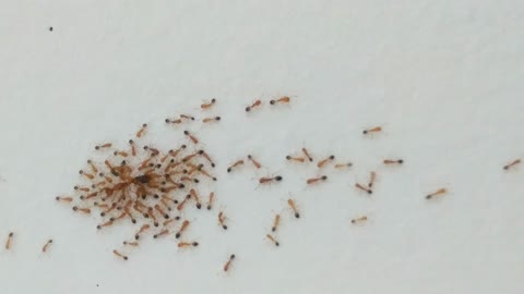Asian ants crawling up a wall