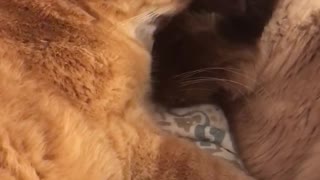 Hermanos gatos comparten un tierno momento