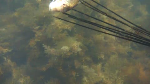 Spearfishing with a Hawaiian spear in the sea