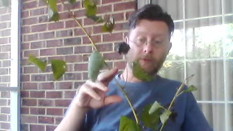 Herbal Medicine 101, Lesson 31: Smilax