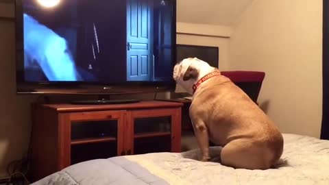 Bulldog watches a horror movie