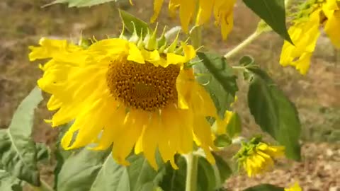 beautiful sunflower