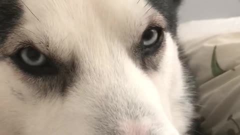 Talking Husky says 'I Love You' to owner