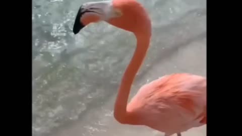 WALKING ON THE BEACH WITH FLAMINGOS