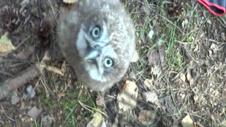 Just Hanging With A Baby Owl When...