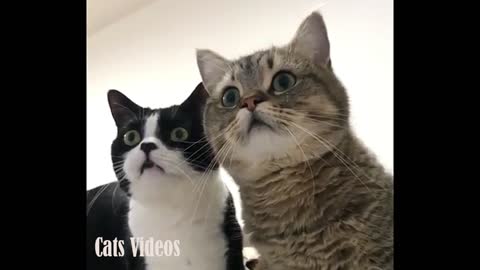 Two cats watching television with surprise