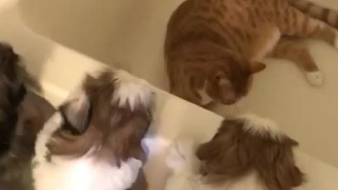 Shih Tzu puppies try to befriend kitty cat