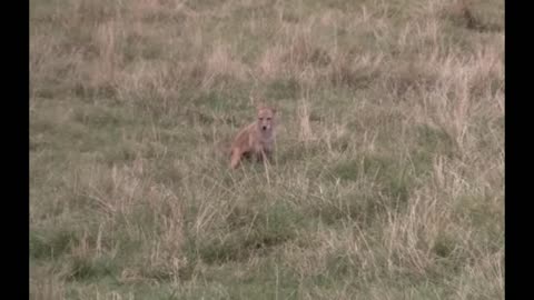 Coyote Howling Walking The Dogs Free