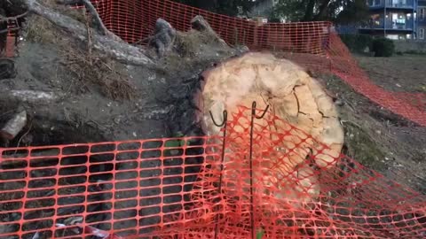 They Cut Down My Favourite Tree