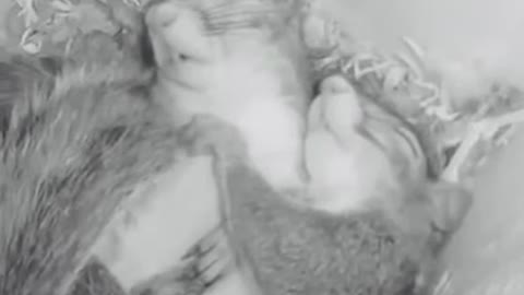 viral cute squirrels sleeping videos..