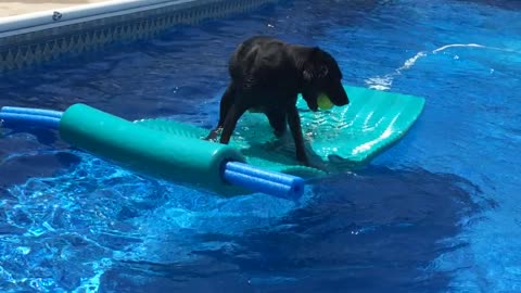 Clever dog rides pool float to fetch ball