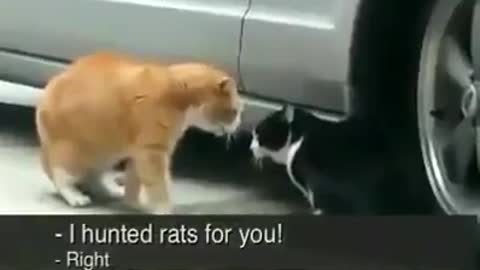 two talking cats