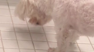 White dog trying to get bug from the ground
