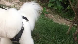 White small Dogy Loves OutDoors