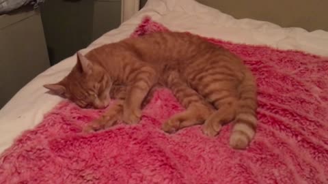 Ginger cat dreaming so cute