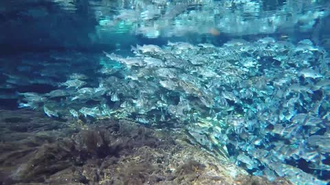 Full Video - Florida Striped Bass.