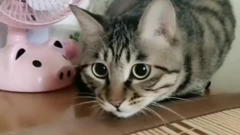 Cute cats | Cute cat videos | cat videos | funny cat