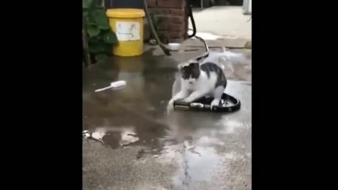 best cat funny video 2022 - best funny animal videos 2022 😂 - funniest cats and dogs videos