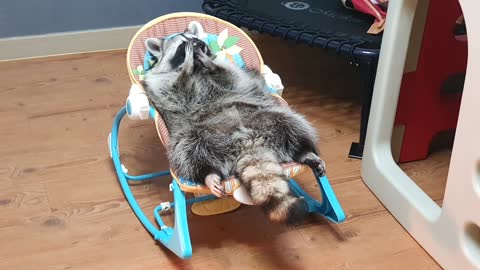 Raccoon lies comfortably in the baby reclined cradle and trims his beard
