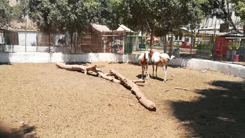 Scimitar Horned Oryx In Pond Moving Tails