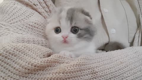Cute kitten short leg cat Videos