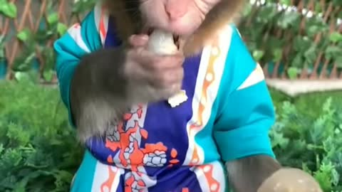 Baby monkey eat!