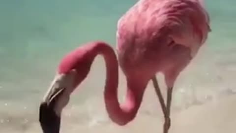 Beautiful Flamingo