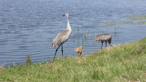 Sandhill Cranes with two chicks