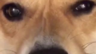 Zoom in on corgi dog winks at camera