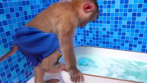 Monkey Baby Oxy bath in a bathtub with rainbow fish and play in the farm with ducklings