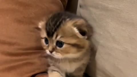 Cute kitten - cute cat videos- cute animal videos