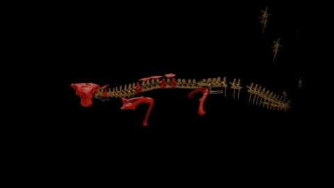 Video: Este es el cocodrilo de 148 millones de años descubierto en Chile