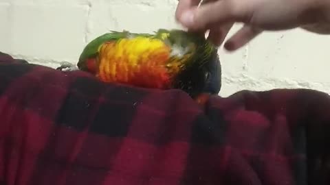 Parrot hypnotised by pats