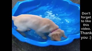 Amazing Dog Video !