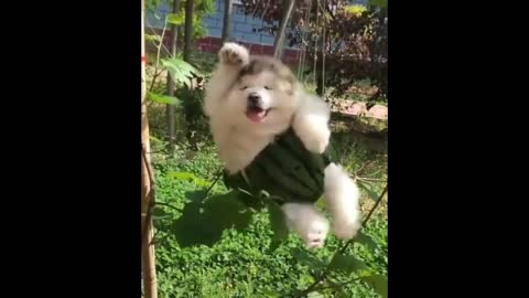 ADORABLE ALASKAN MALAMUTE PUPPY ON THE SWING- FLUFFY 4