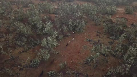 Galloping horses in the forest