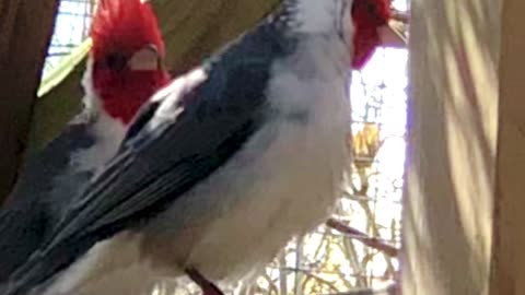 pair of red crested cardinal - brazilian cardinals